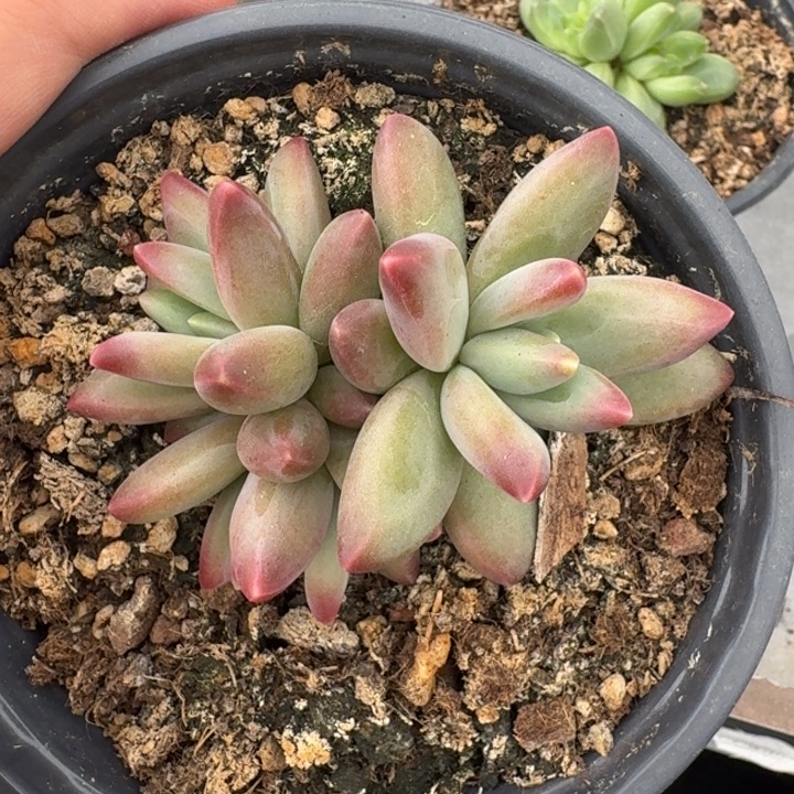 美人杂交 一物一拍