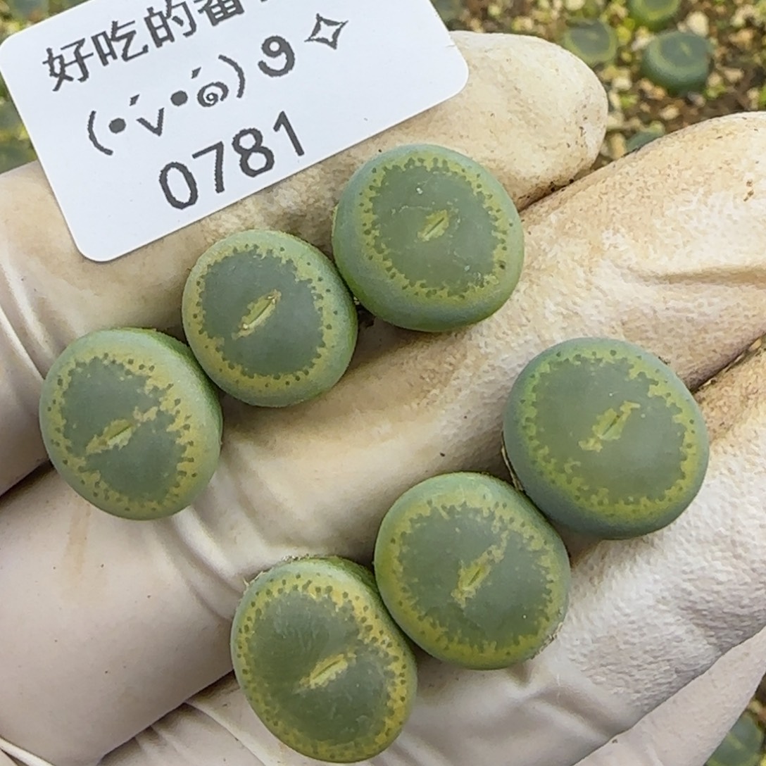 0781。gt。默认脱土。18包邮。偏远88包邮