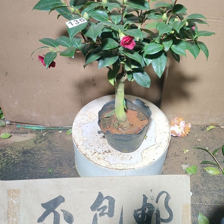 135葡萄汁，原盆原土发货，不包邮
