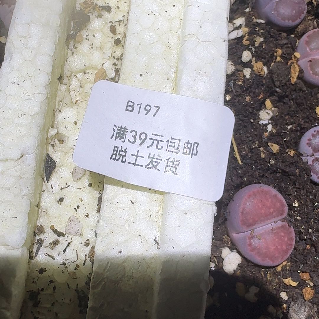 197生石花多肉土哈哈哈哈哈哈