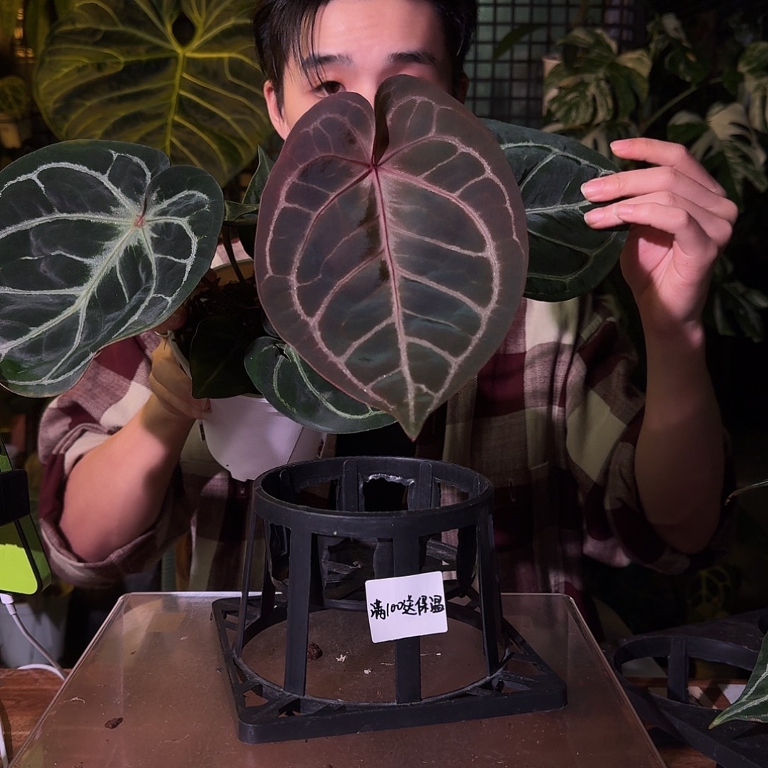 不开花植物G75skg银红杂银色闪光