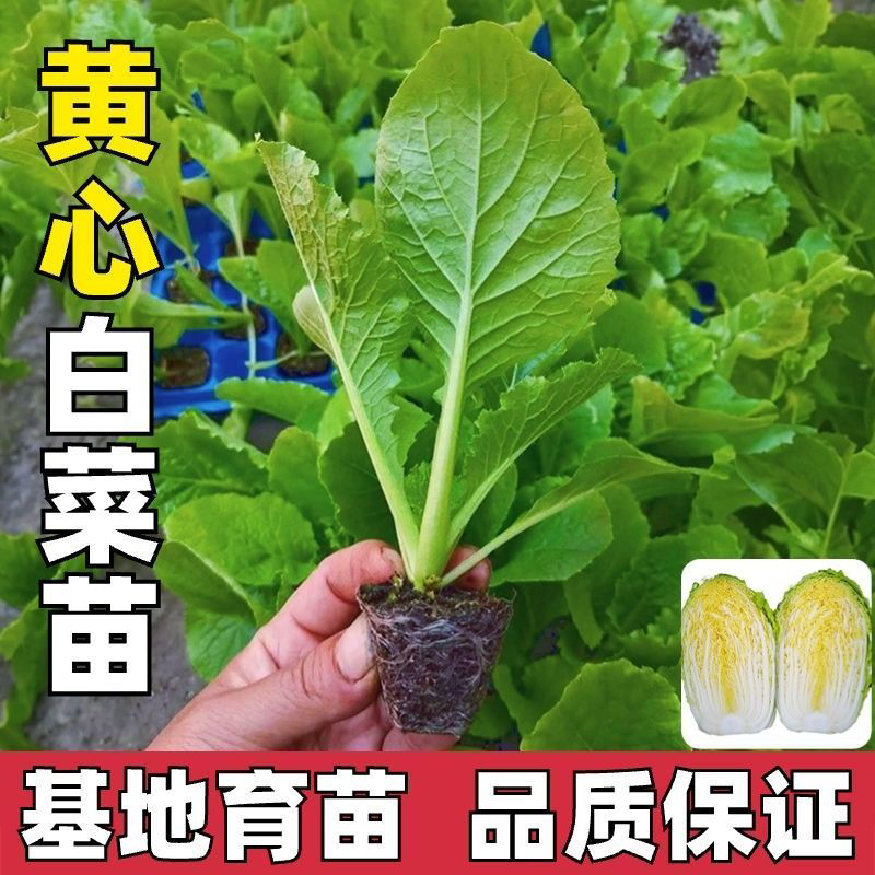 高产耐寒抗病大白菜种子四季可播种适合秋冬北方种植
