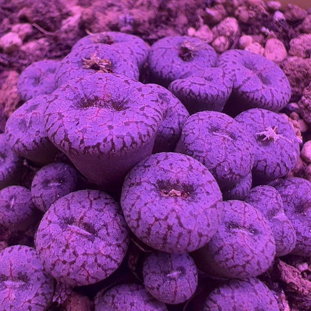 捧花康菩提 肉锥植物