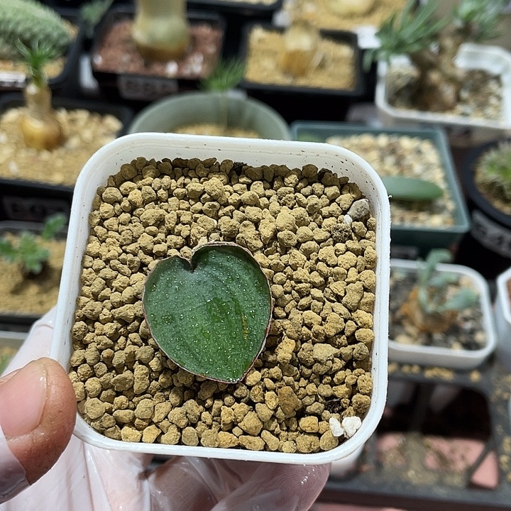 028红边爱心雾冰玉