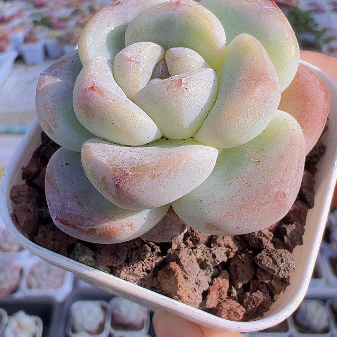 丸子冰玉单头2盘19包邮