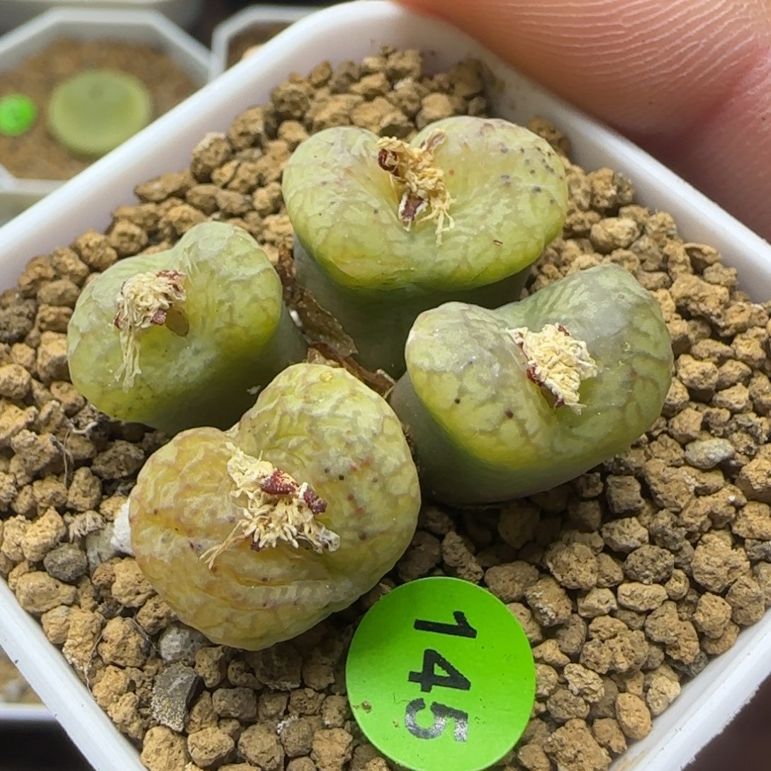杂交群生多肉植物145