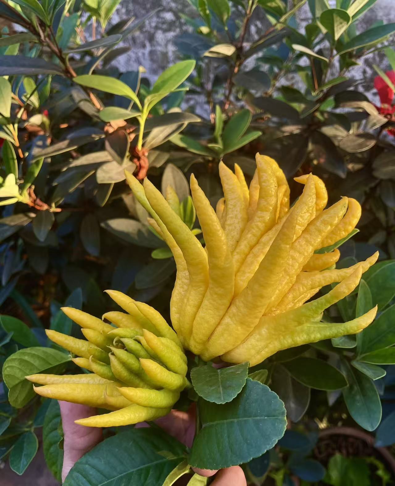 【佛手奖品】 不售后 可食用观赏 清供礼佛 天然香薰干养花材