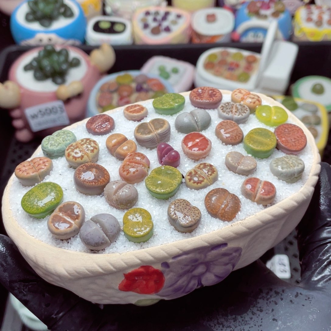 w5011--带盆土发货，零下地区拍保温箱