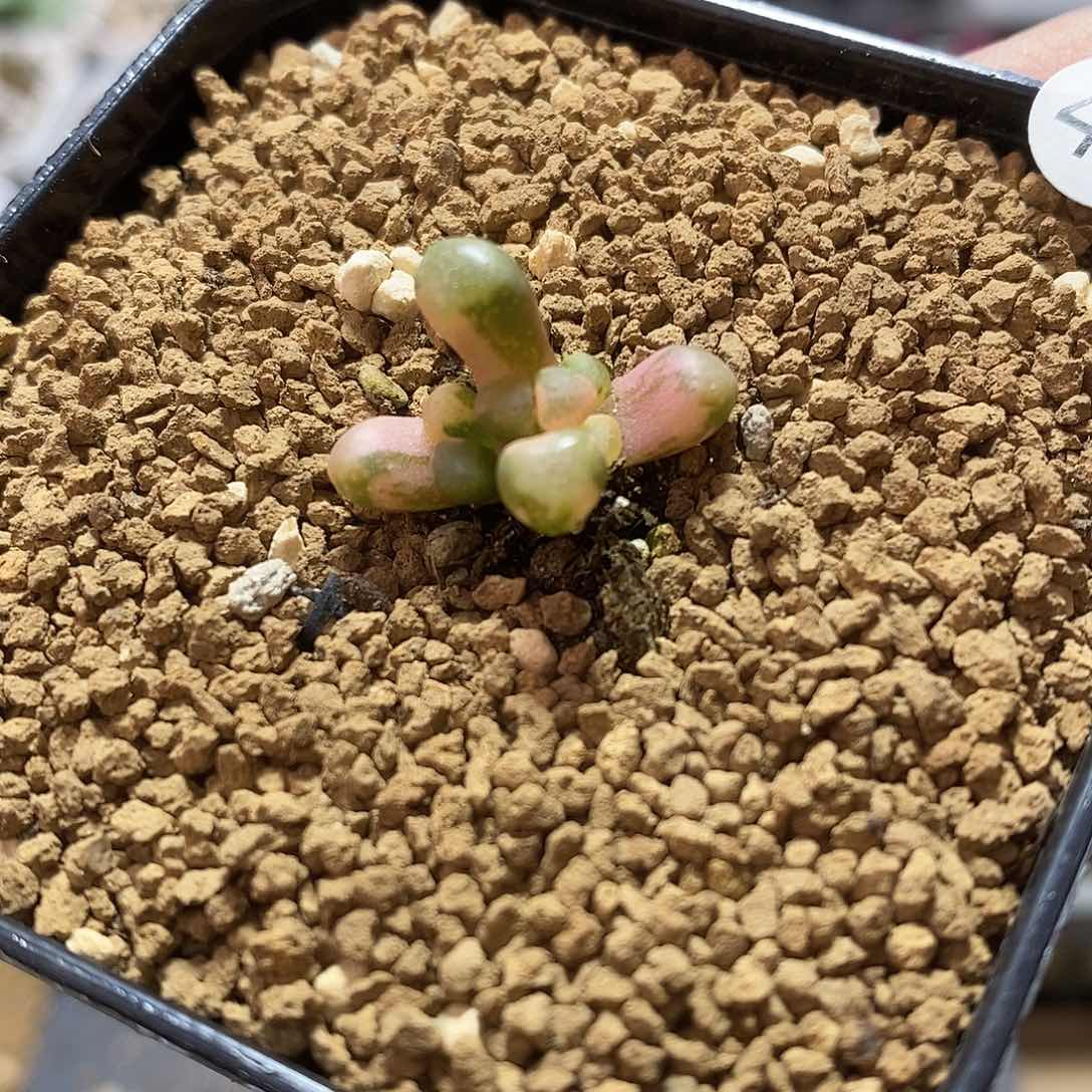 五十玲玉锦2厘米多肉植物48号