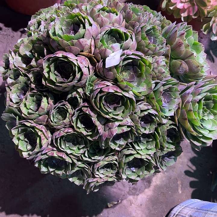 多肉植物万拉丝00903