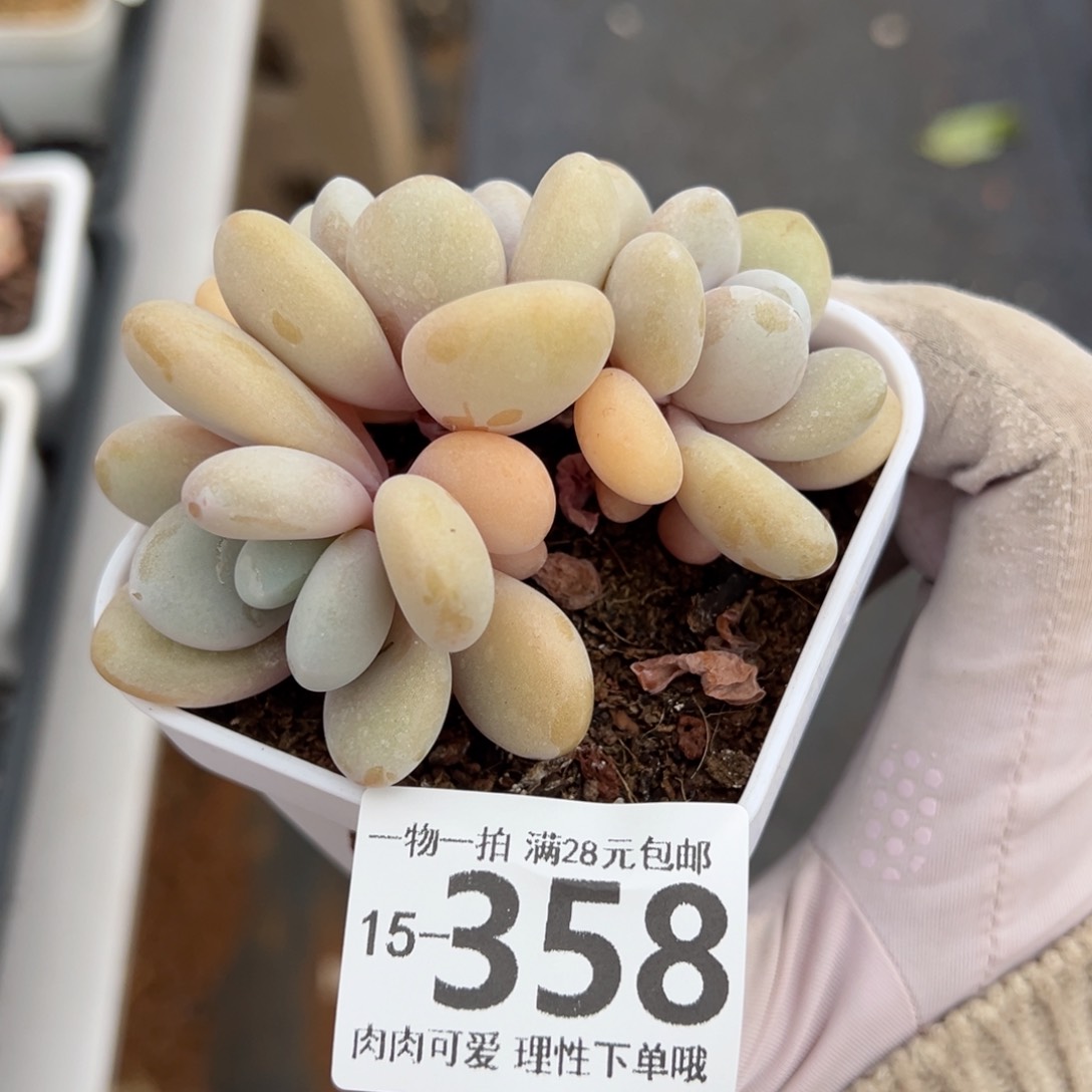 粉兔多肉多肉多肉多肉