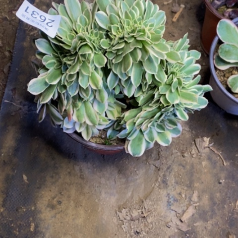 迈巴赫多肉植物2631