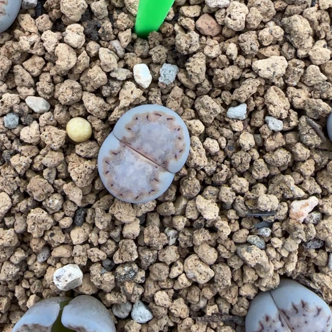 009饼干清框福利30包邮