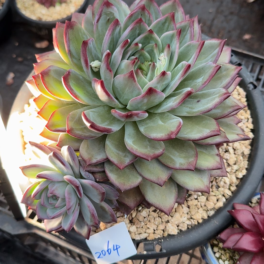 9***82064夜魔侠多肉植物
