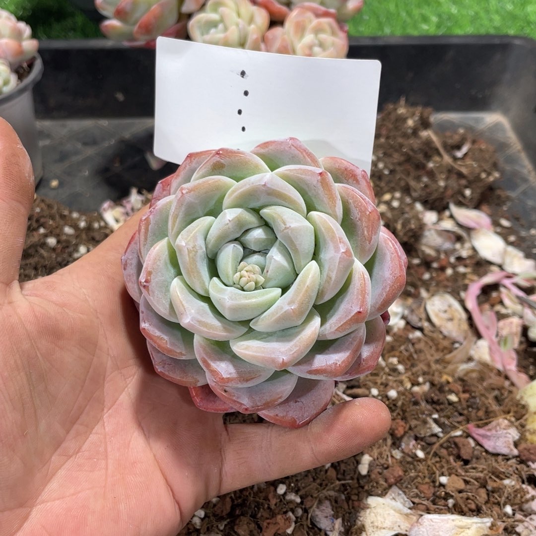 ……专拍冰玉单头要最绿的11个