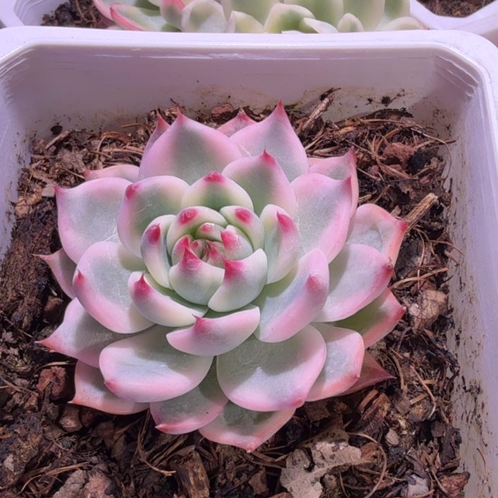 吉娃娃锦多肉植物