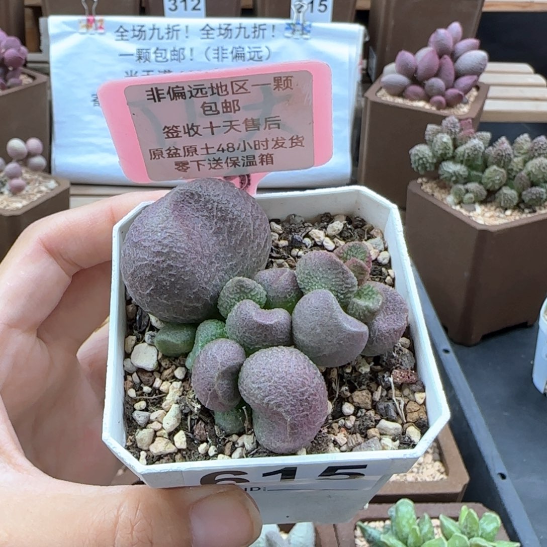 615水蜜桃多肉植物