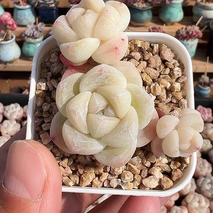 白底长腿冰玉三头群生1409