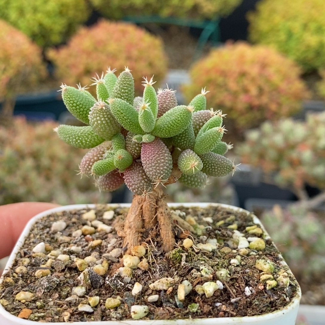 1772实生玉米 。      