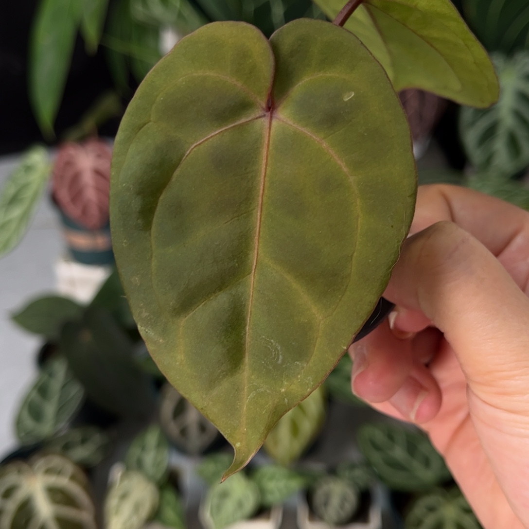 不开花植物不知名（活动无售后 介意勿拍）