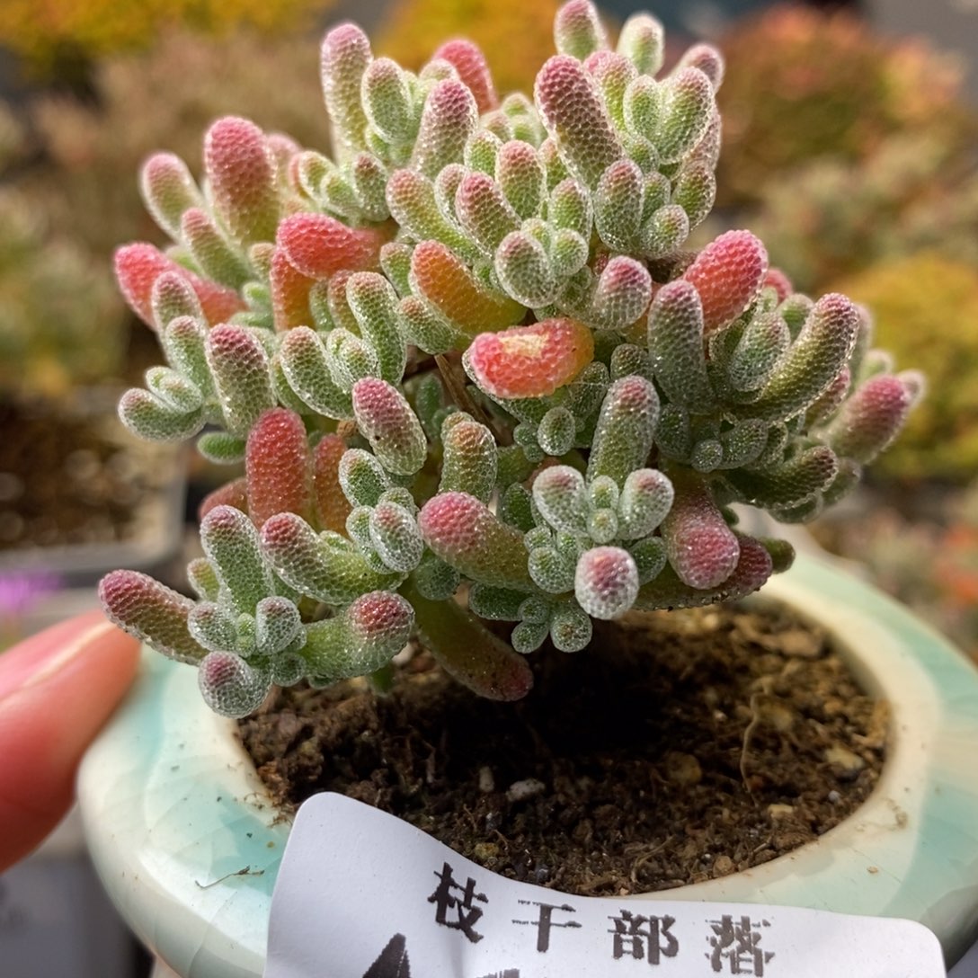 1606实生冰晶 。            