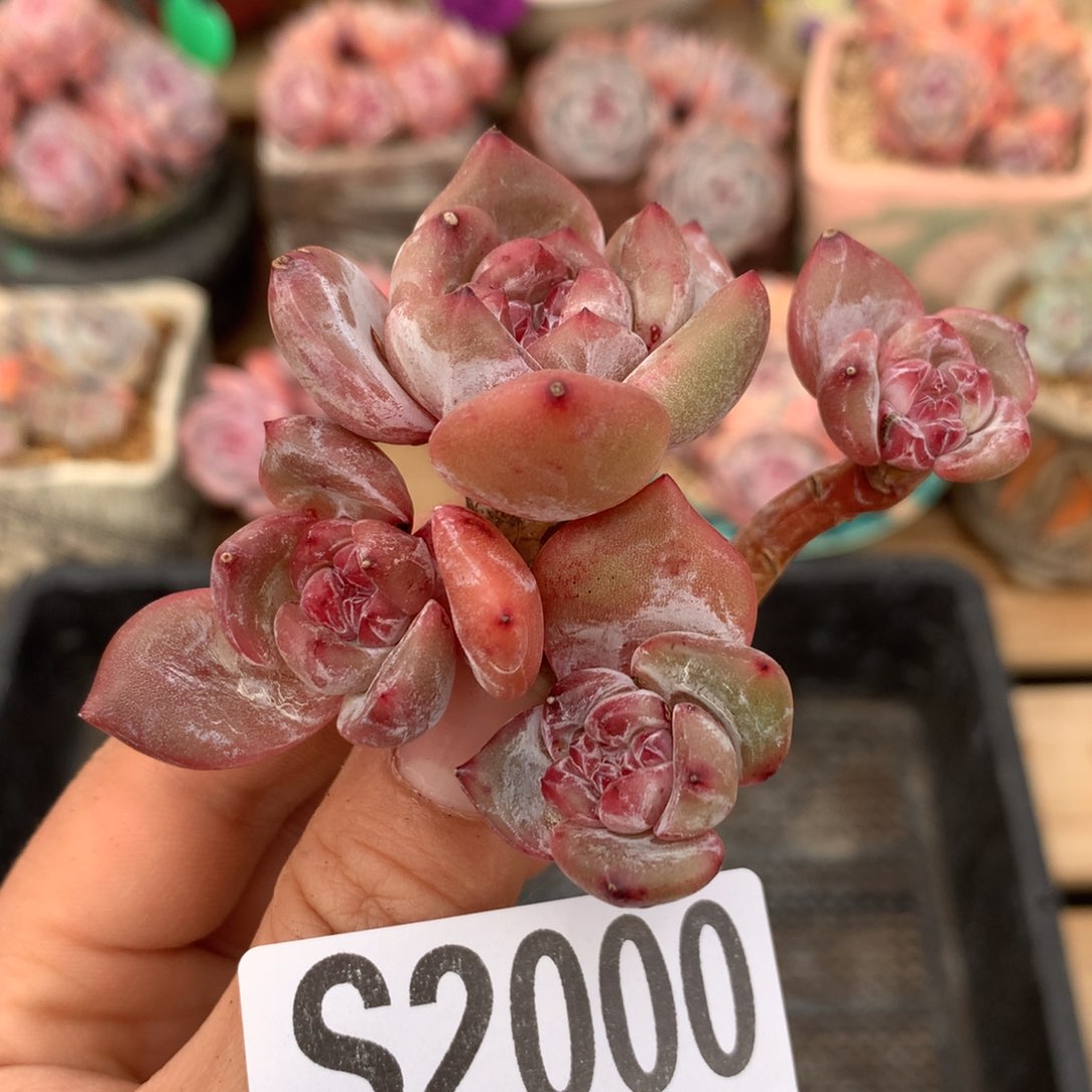 S2000 星影石榴籽紫心小树 无根特价7.5cm