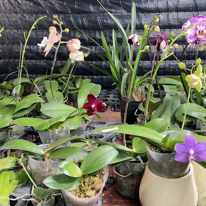 李***猫当前无花栽培后可以开花蓝色风暴