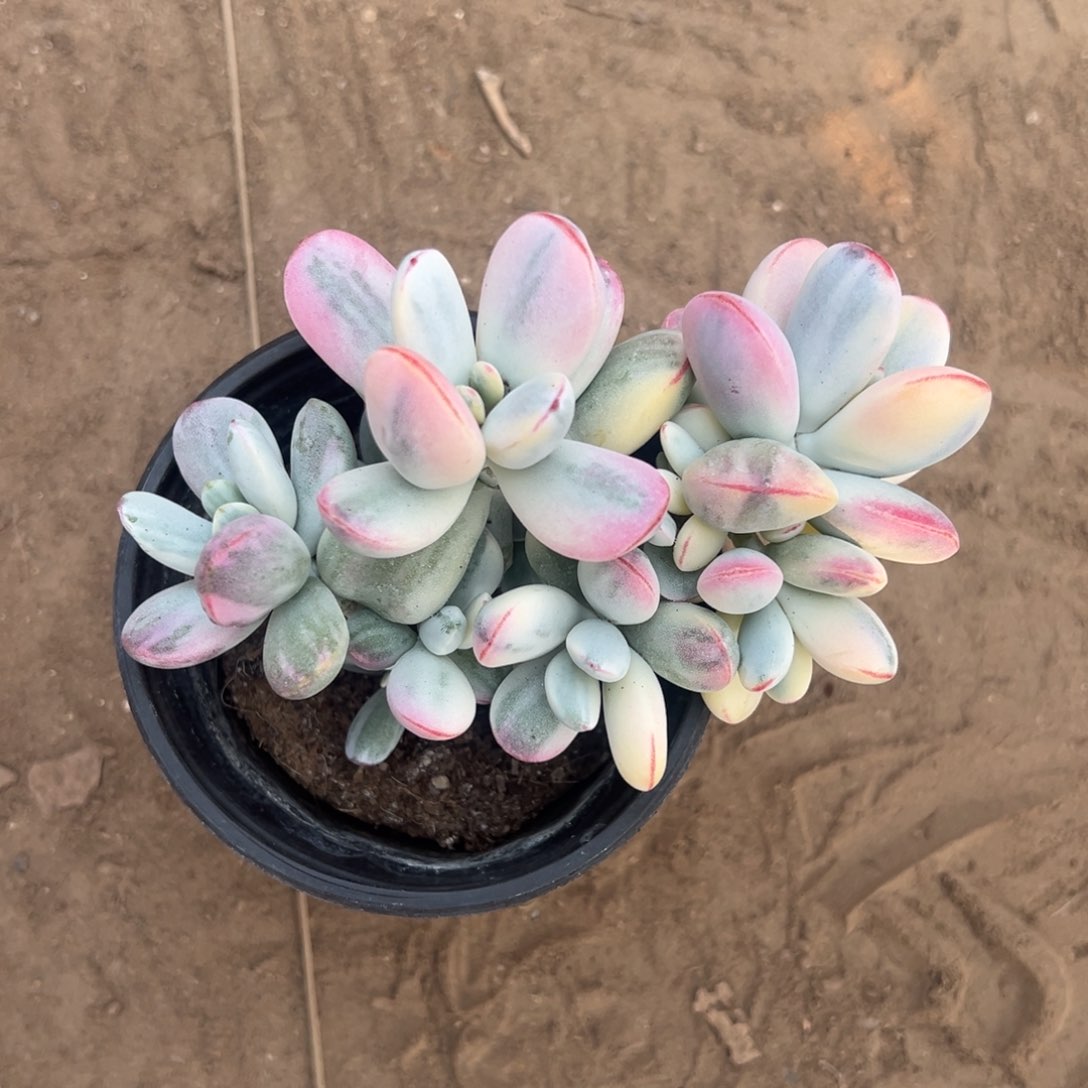 多肉乒乓福娘锦2545号