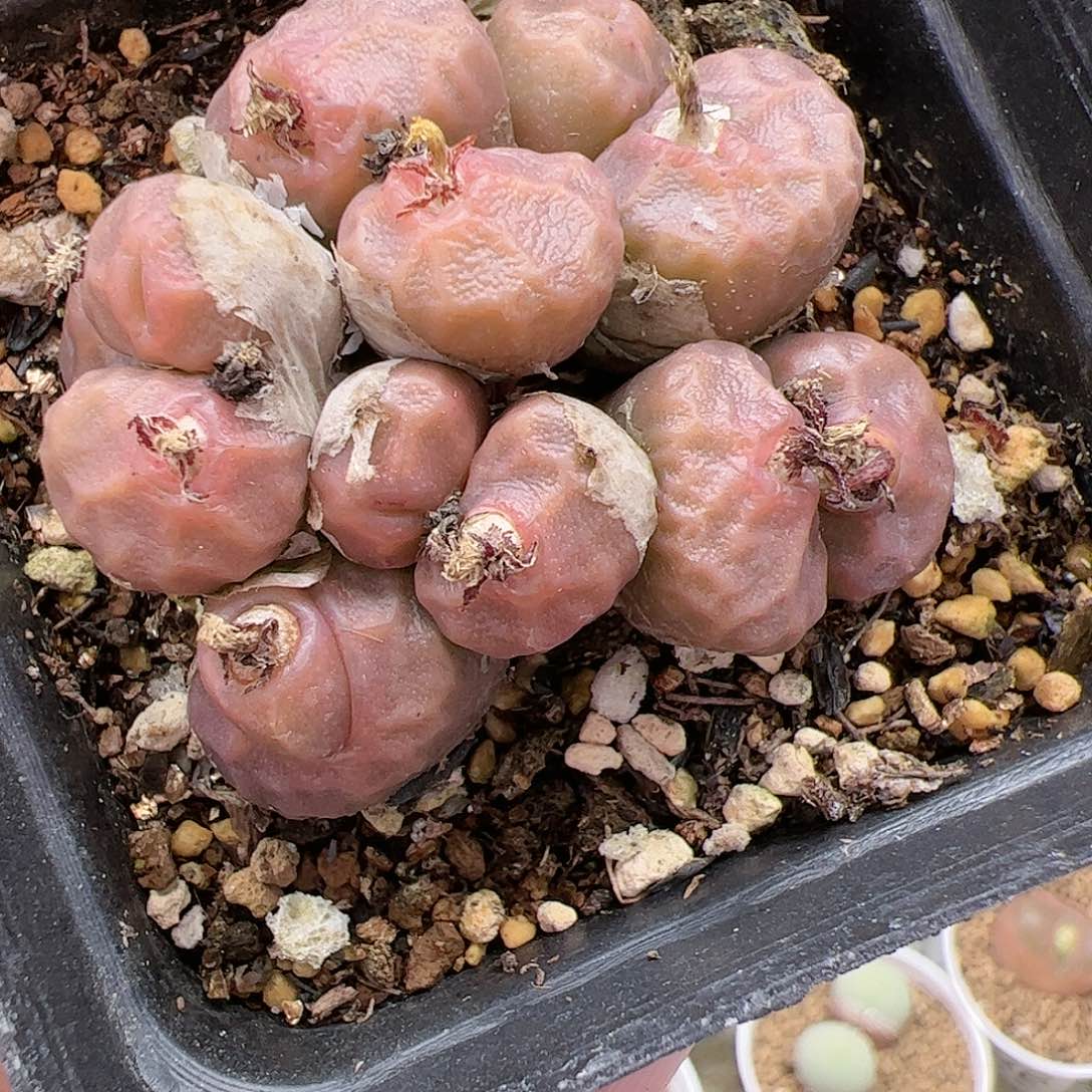 【闪购商品】51 双12限量福利