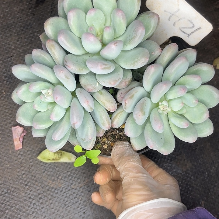 2单包邮，一物一拍，121