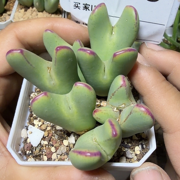 079。多肉植物的生长