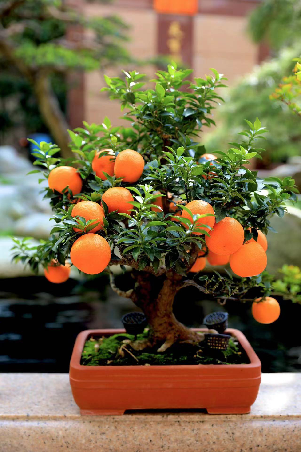 进口八房柑原生桩盆景正宗小叶无刺耐寒耐热室内室外种植花卉