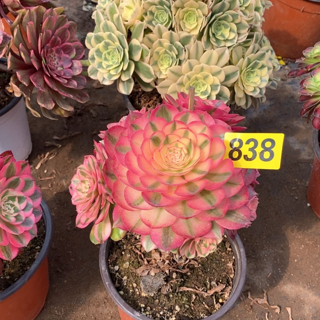 青城多肉法师杆子有疤838