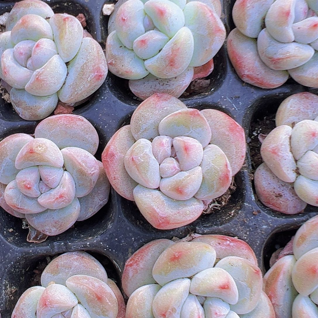 丸子冰玉苗5颗19包邮