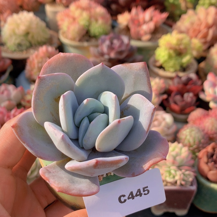 一物一拍满38包邮C445