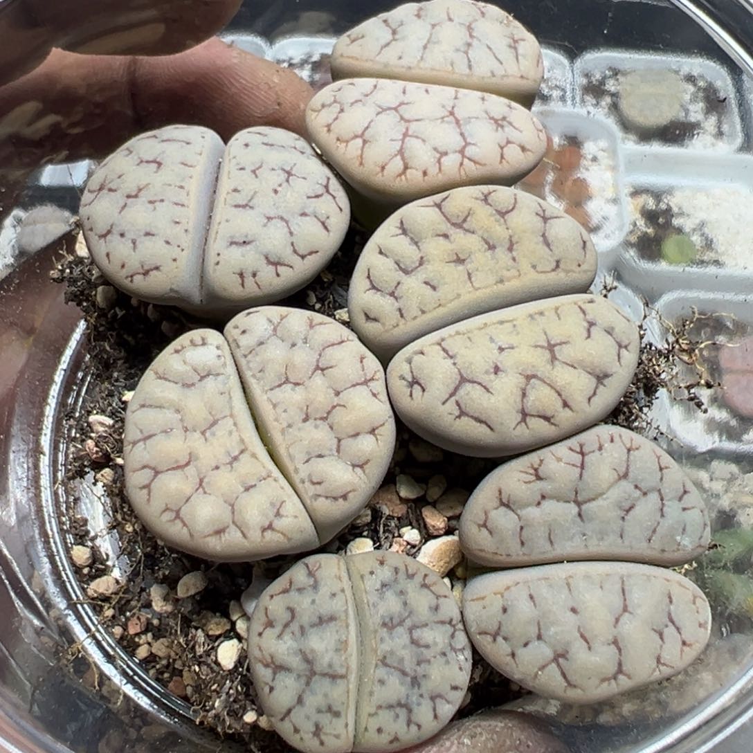 【闪购商品】 540。     