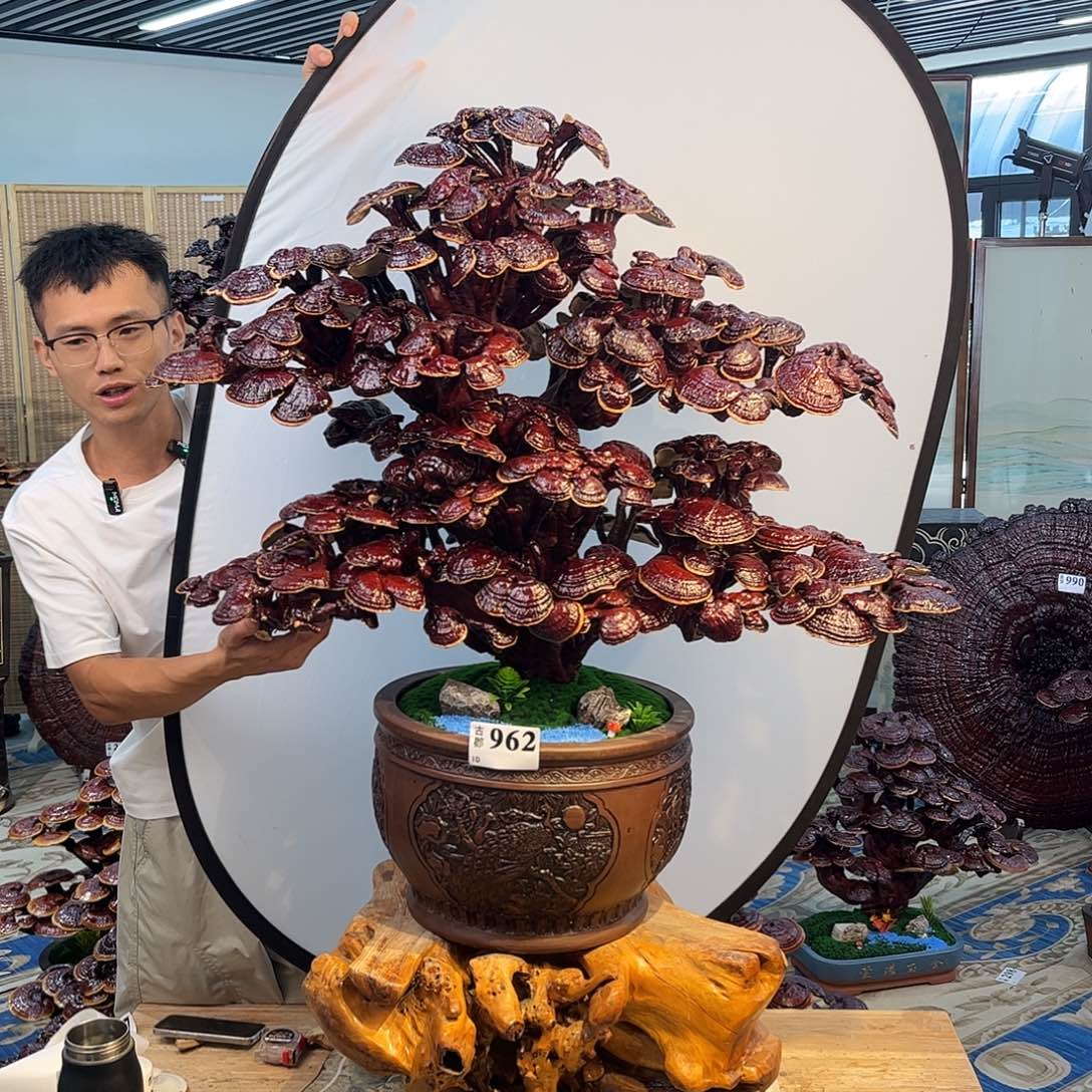 无花朵888888888888