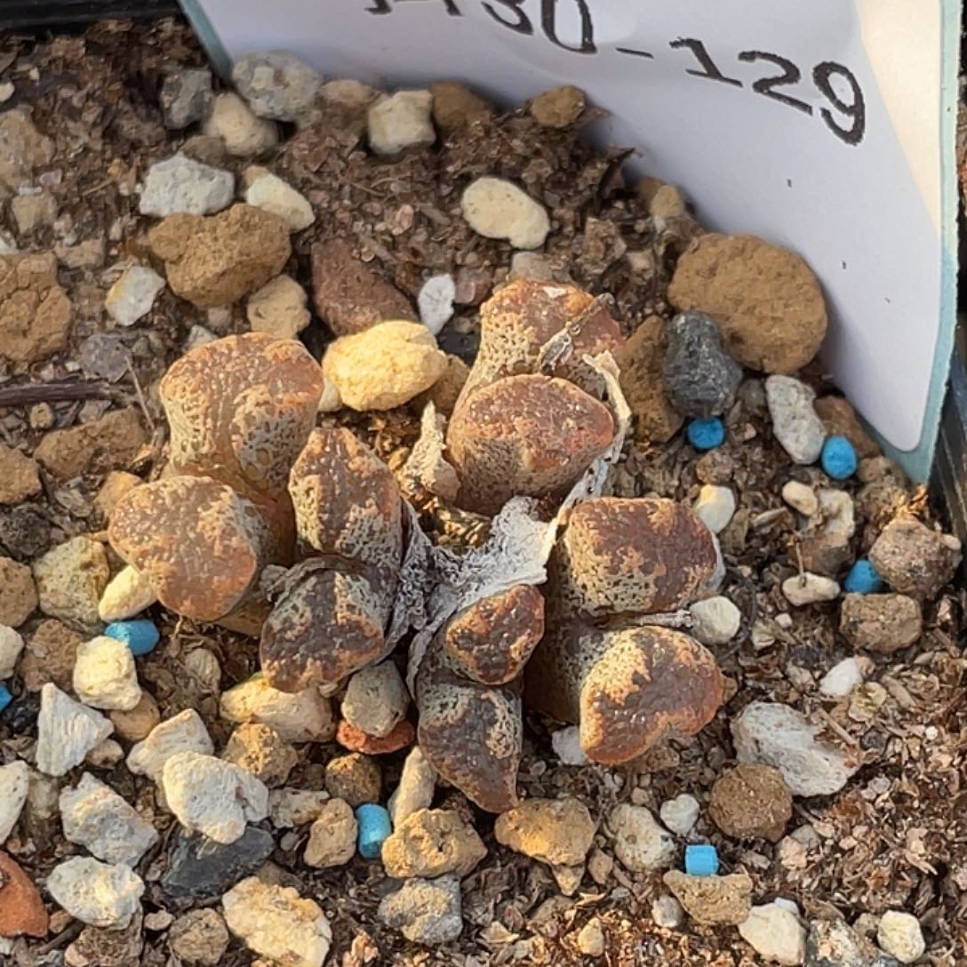 30-129勋章多肉植物