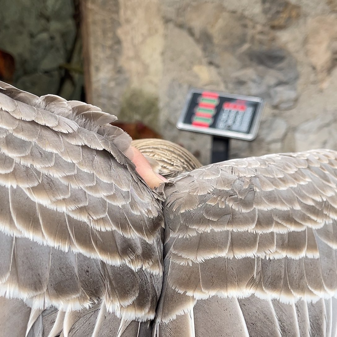 30天中国大陆食用农产品老鹅一只