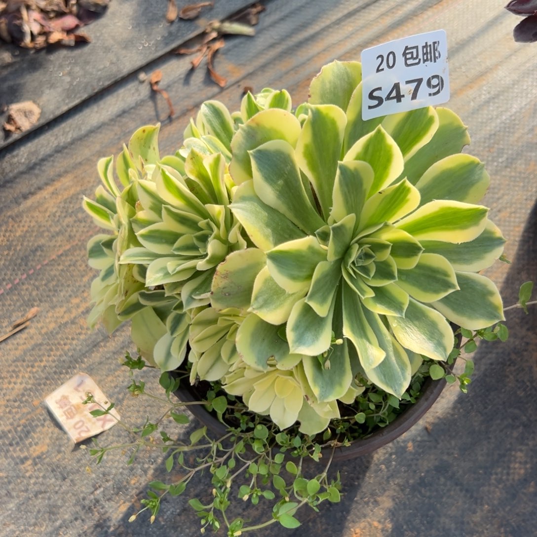 479绿豆沙，福利，满20包邮嘟叮熊