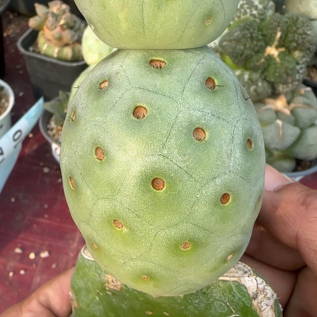 无花朵输入编号阿根廷超级洞洞双头