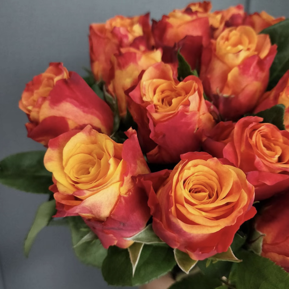 火焰月季棒棒糖盆栽多季节开花新手易养适合阳台庭院种植【带花苞】