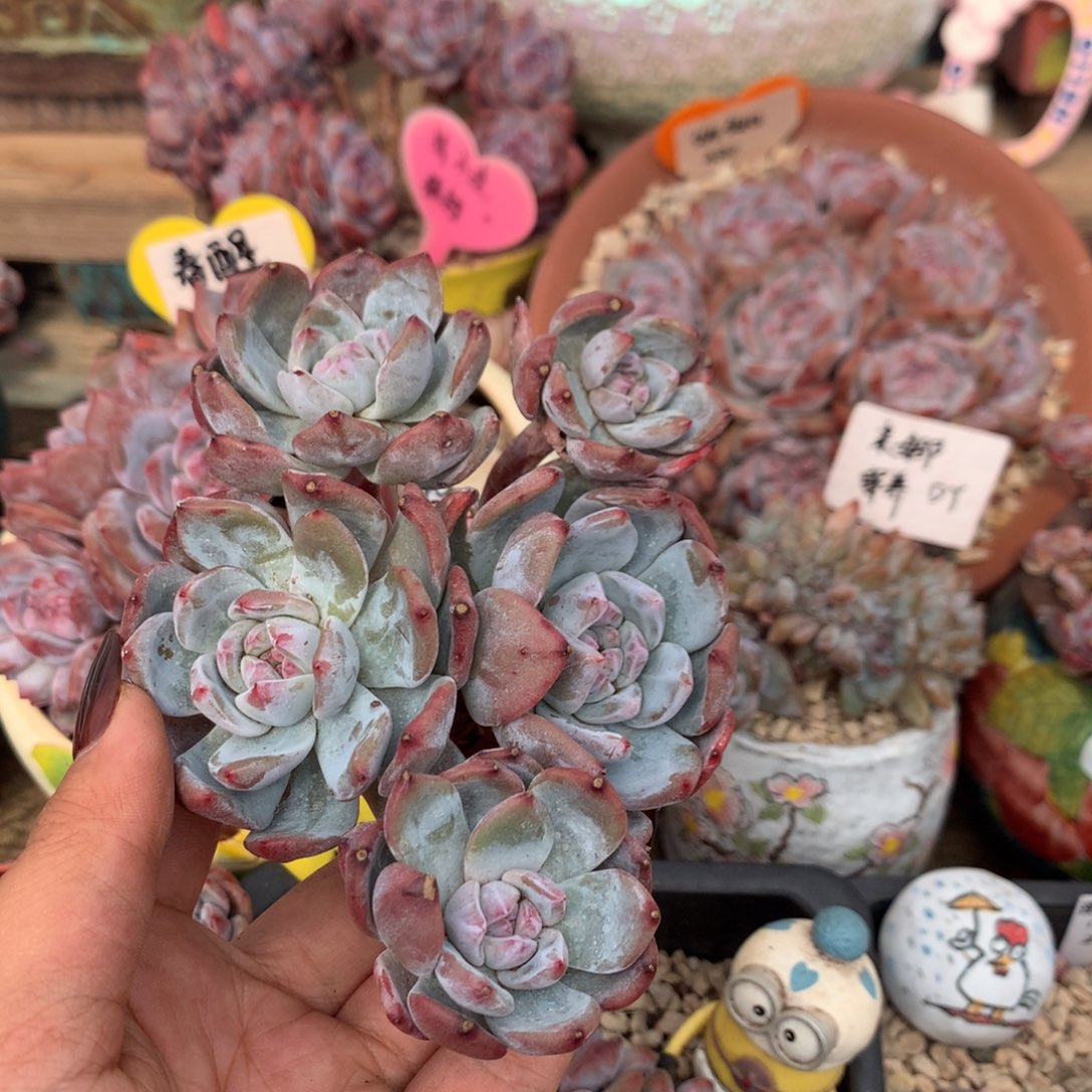 哈哈哈哈哈哈哈哈哈7