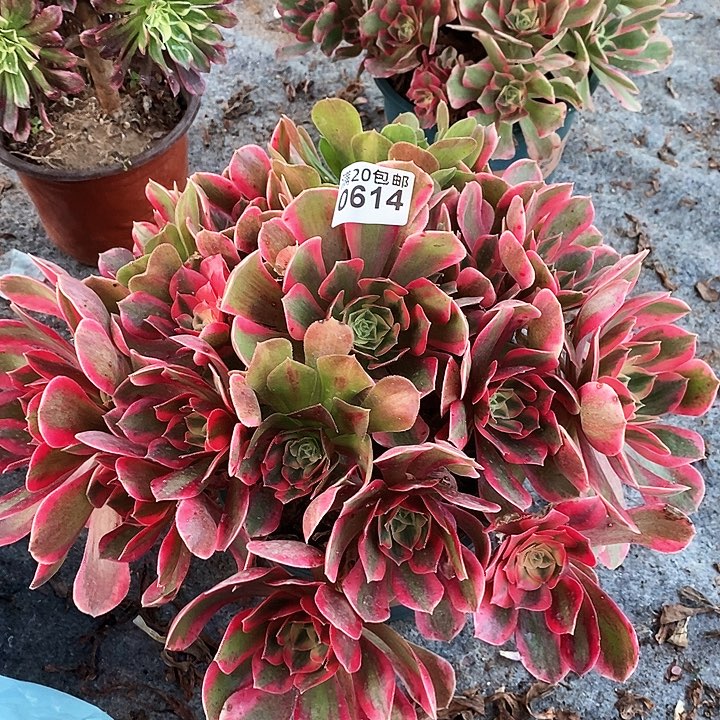 0614 一颗女神法师