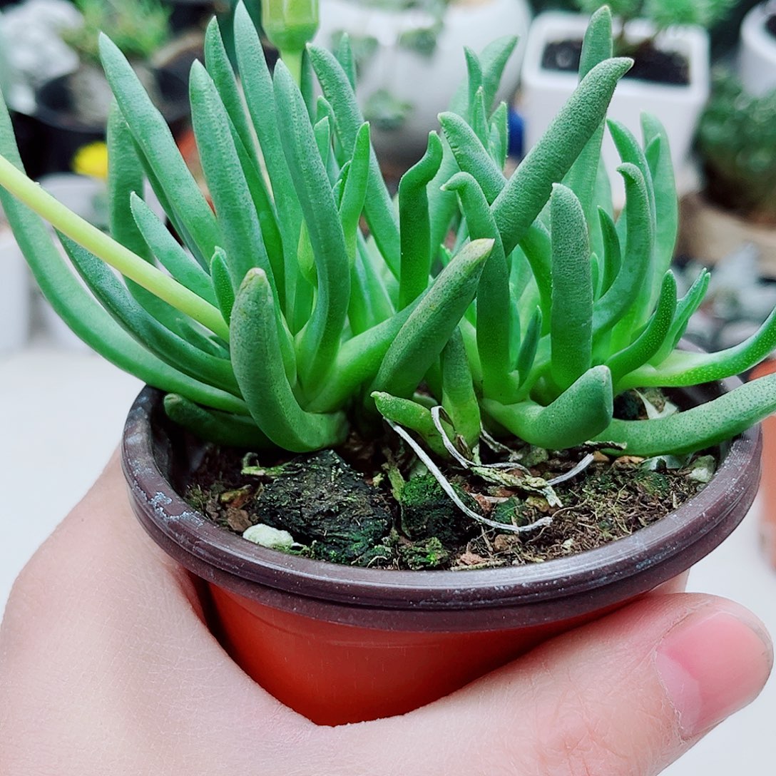 多头奔龙多肉植物