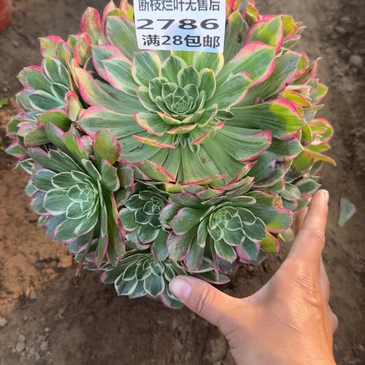 2786二号棚水蜜桃A