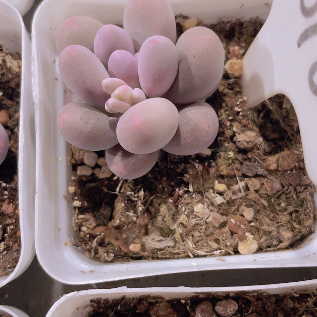 汤圆w010一物一拍多肉