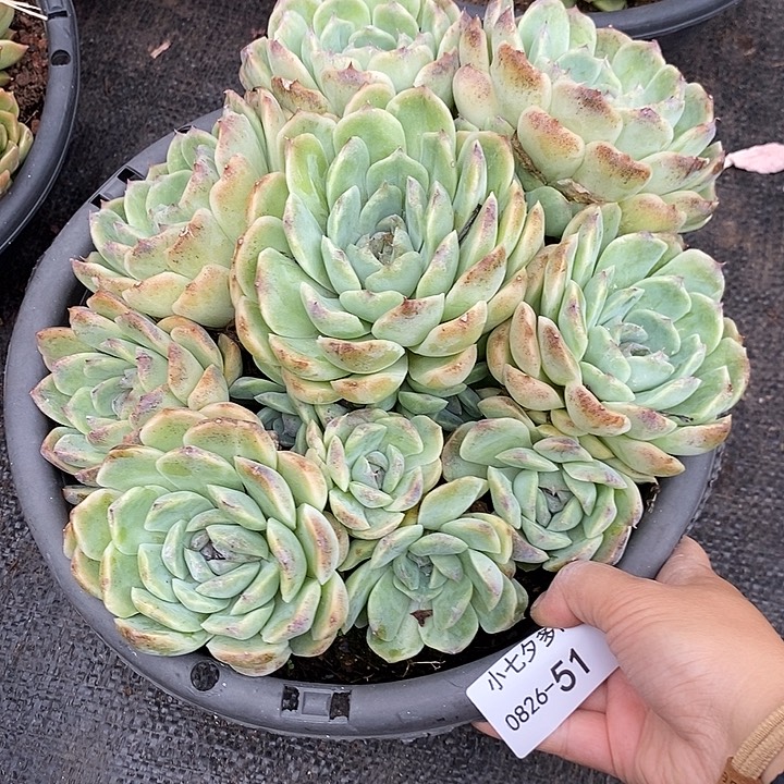 5***4记得拍冷链不知名51