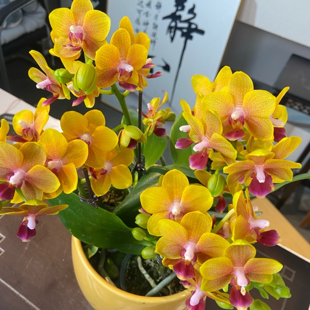 【糖心可可】蝴蝶兰带花带花苞花期长室内花卉绿植（不带盆）