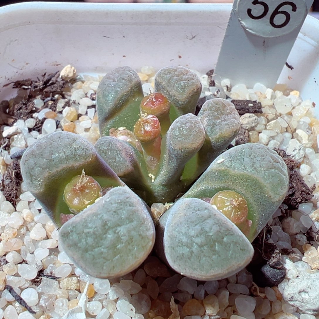 1202-405多肉多肉白窗